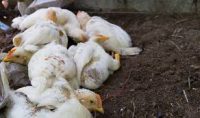 تخم نطفه دار مرغ نژاد ۳۰۸ گوشتی